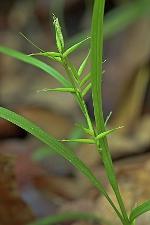 Carex collinsii Nuttall