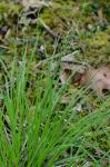 Carex communis Bailey