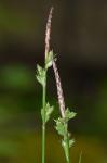 Carex communis Bailey
