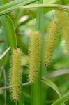 Carex comosa Boott