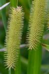 Carex comosa Boott