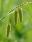 Carex comosa Boott