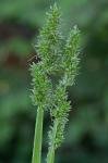 Carex conjuncta Boott