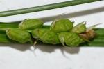 Carex corrugata Fernald