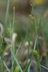Carex crawei Dewey