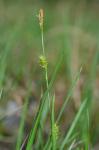 Carex crawei Dewey