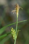 Carex crawei Dewey