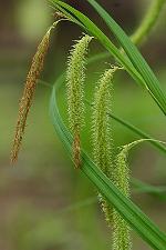 Carex crinita Lam.