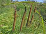 Carex crinita Lam. var. brevicrinis Fernald