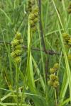 Carex cristatella Britton