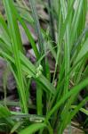 Carex cumberlandensis Naczi, Kral, & Bryson