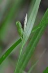 Carex cumberlandensis Naczi, Kral, & Bryson