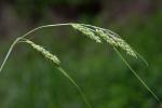 Carex davisii Schw. & Torrey