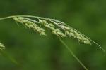 Carex davisii Schw. & Torrey