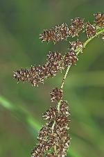 Carex decomposita Muhl.