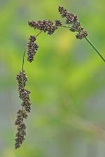 Carex decomposita Muhl.
