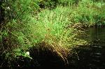 Carex decomposita Muhl.