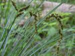 Carex decomposita Muhl.