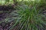 Carex decomposita Muhl.