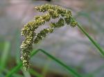 Carex decomposita Muhl.
