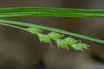 Carex digitalis Willd.