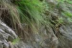 Carex eburnea Boott