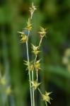 Carex echinata Murray ssp. echinata