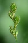 Carex festucacea Schk. ex Willd.
