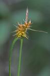 Carex flava L.