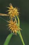 Carex flava L.