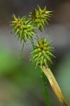 Carex flava L.