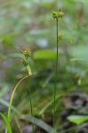 Carex flava L.