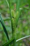 Carex frankii Kunth