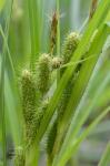 Carex frankii Kunth