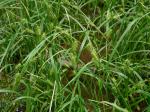 Carex gigantea Rudge