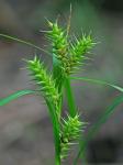 Carex gigantea Rudge