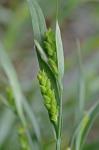 Carex glaucodea Tuckerman ex Olney