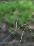 Carex gracillima Schw.