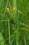 Carex granularis Muhl. ex Willd.