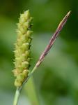 Carex granularis Muhl. ex Willd.