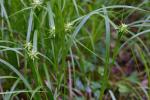 Carex grayi Carey