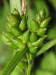 Carex grisea Wahlenb.