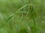 Carex gynandra Schweinitz