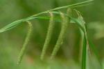 Carex gynandra Schweinitz