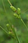 Carex hirsutella Mackenzie