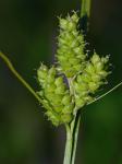 Carex hirsutella Mackenzie