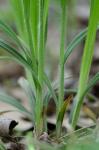 Carex hirtifolia Mackenzie