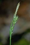 Carex hirtifolia Mackenzie