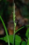 Carex hitchcockiana Dewey