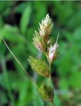 Carex hormathodes Fernald